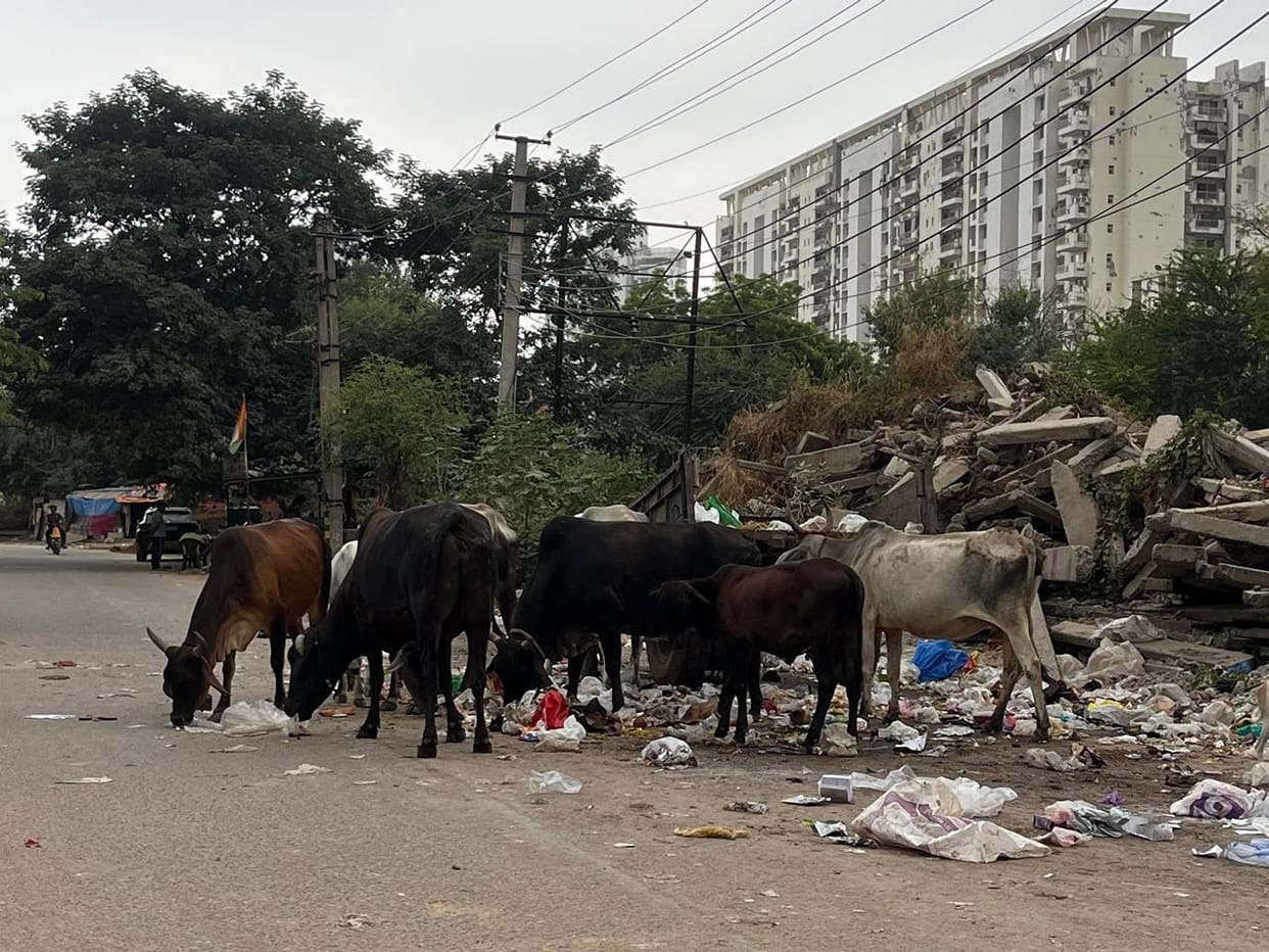 Nuisance caused by the gathering of stray animals
