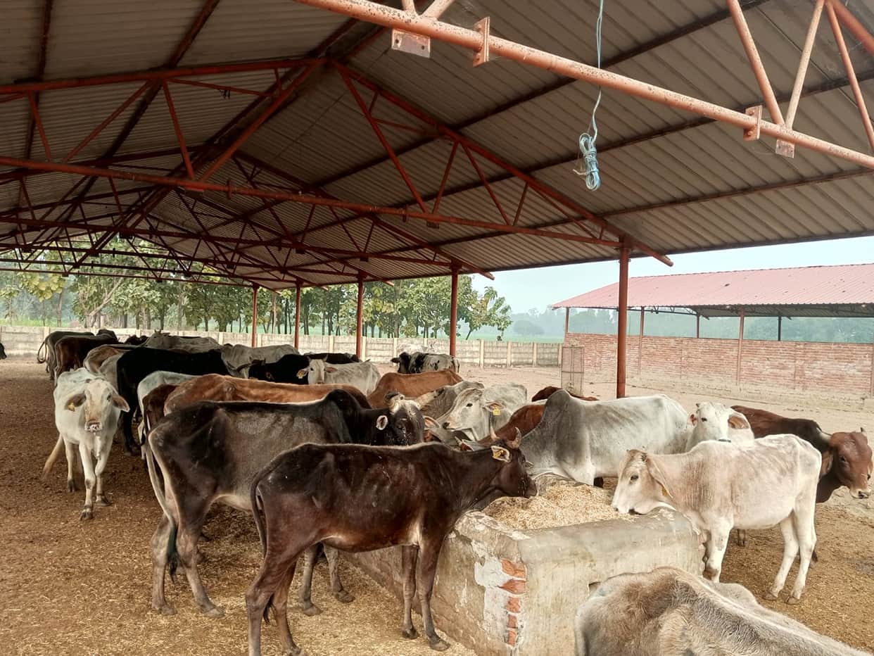 Cattle eating dry fodder at the Badhiya cowshed.