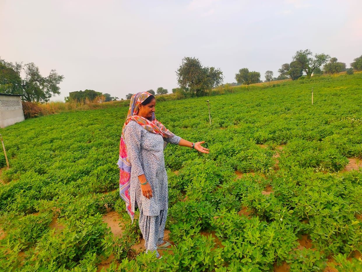 Growing interest in organic groundnut farming in Ateli