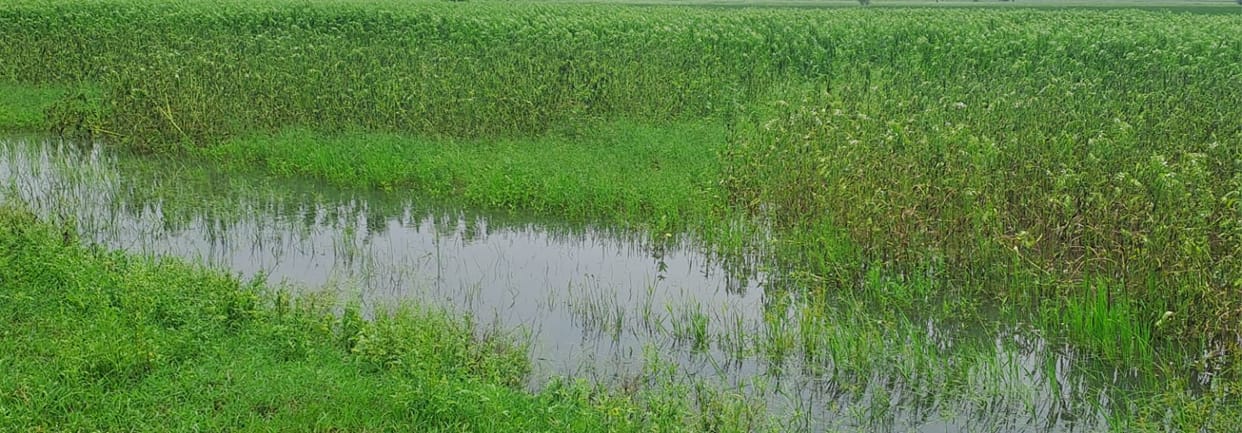 Mercury drops seven degrees due to rain; crops in jeopardy.