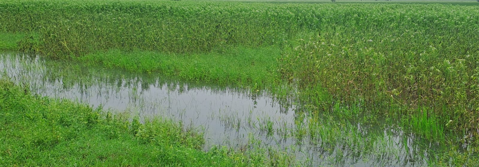 फोटो - 27 बारिश के बाद खेत में भरा पानी। संवाद