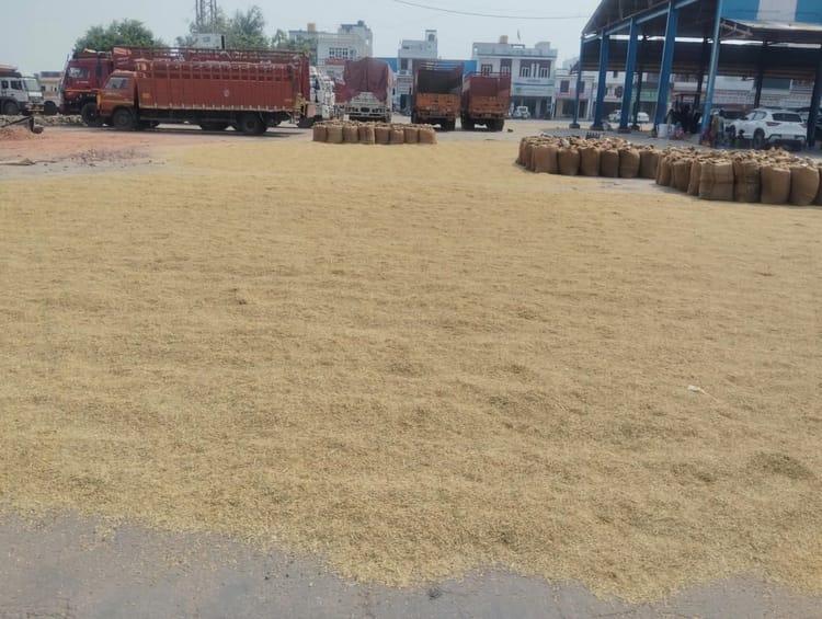 फोटो - नई अनाज मंडी परिसर में पड़ी हुई धान की फसल। संवाद
