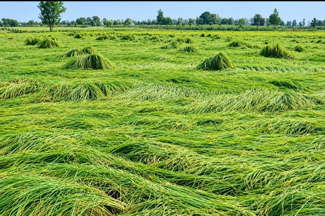 Rain's onslaught... paddy crop flattened