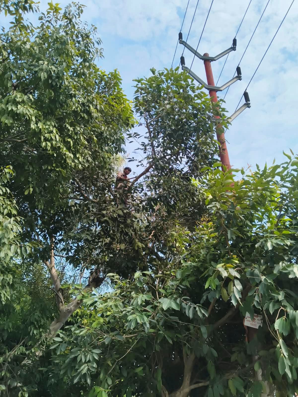 इकौना तार के पास लगे पेड़ की छंटाई करते कर्मी।- 
