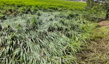 Paddy and sugarcane crops spread in the fields