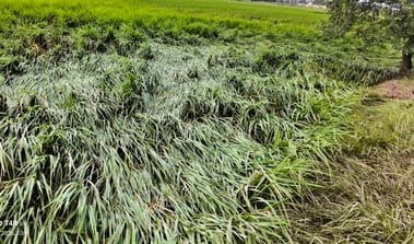 Paddy and sugarcane crops spread in the fields