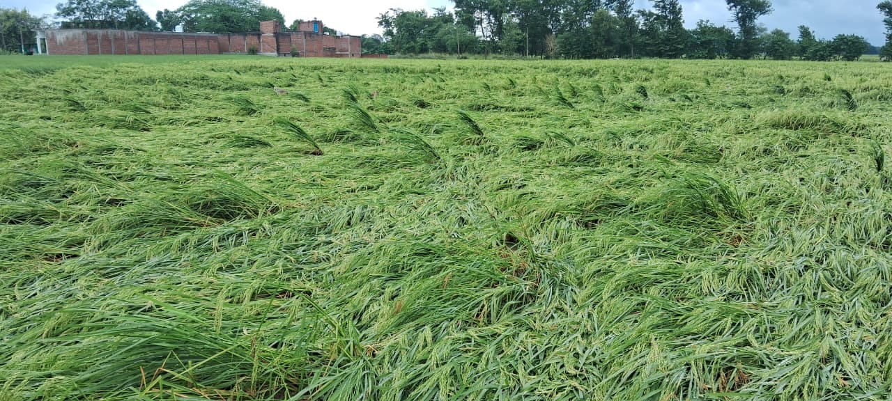 जलालपुर क्षेत्र में गिरी धान की फसल। संवाद
