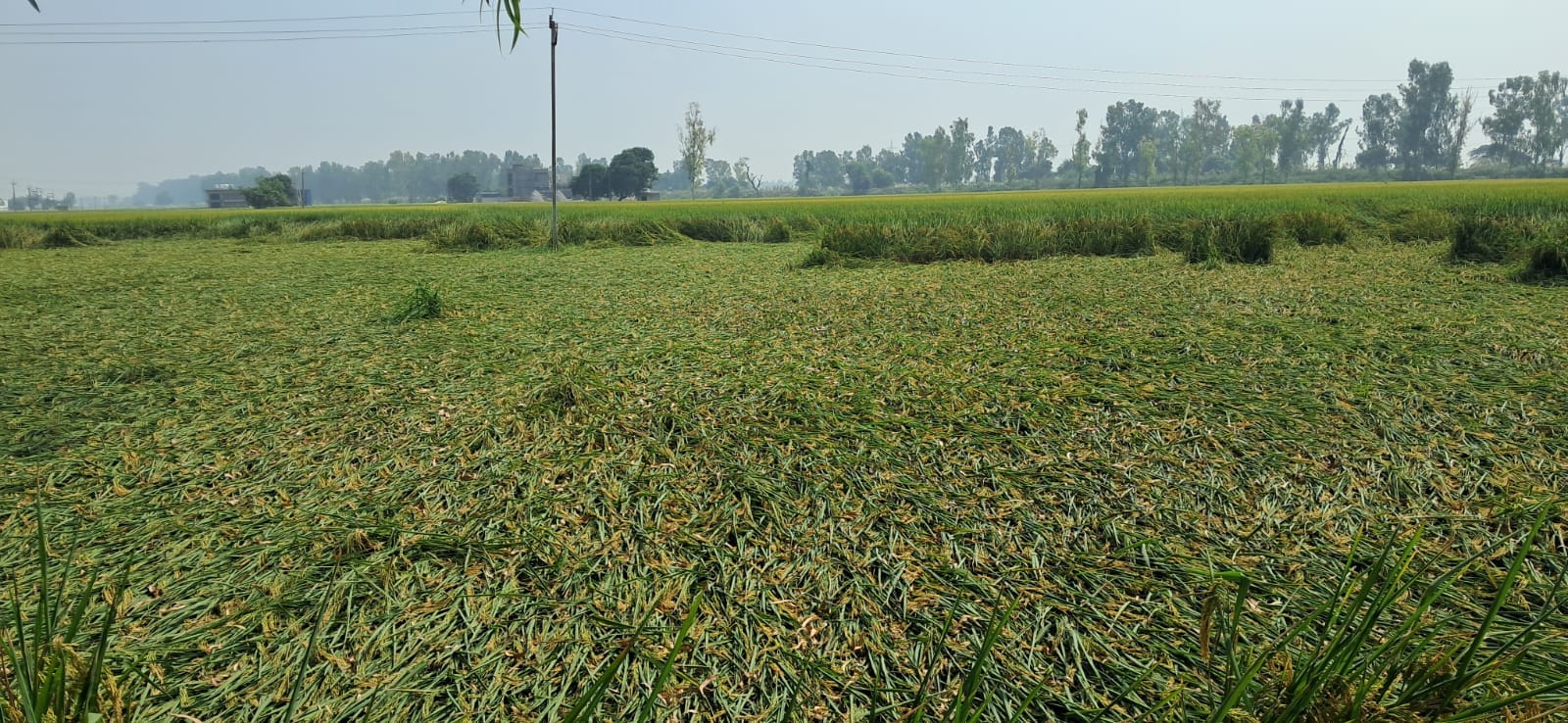 कुरुक्षेत्र।खेत मे खड़ी पकी धान। संवाद