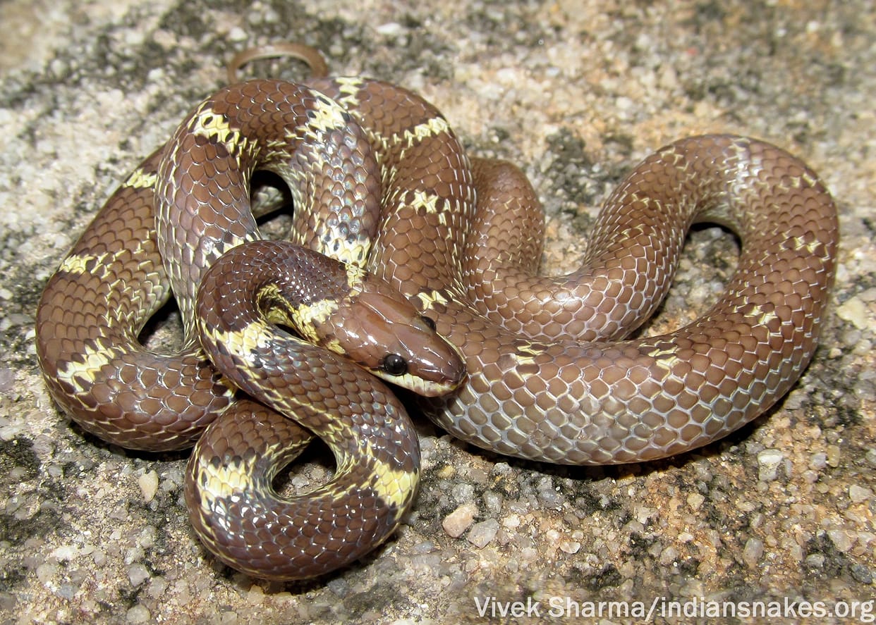 Common wolf snake entered house at midnight Manikpur woman feared bitten snake friend Jitendra Sarthi rescued