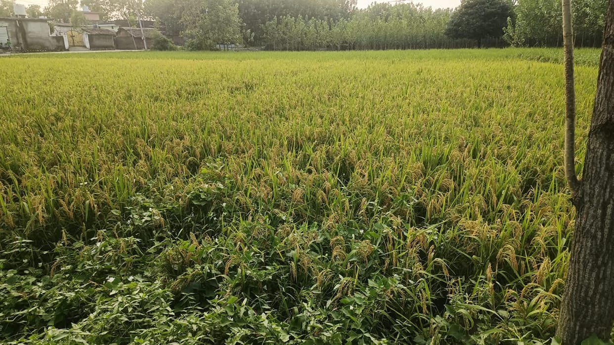 Drizzle increases farmers' anxiety; fear of damage to paddy crops