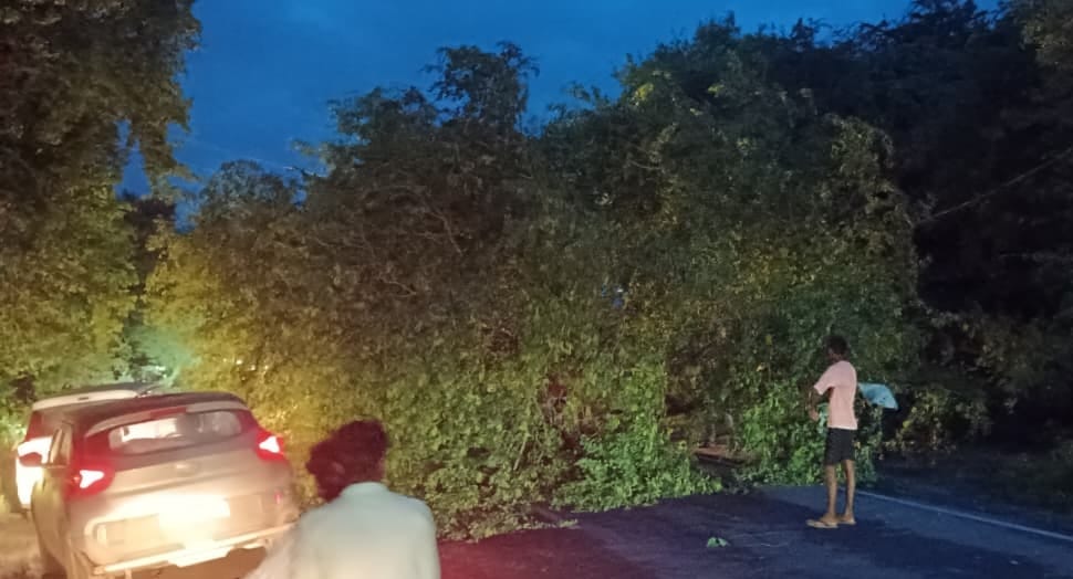 Strong winds blew, 44.6 mm of rainfall, and trees fell in several places.