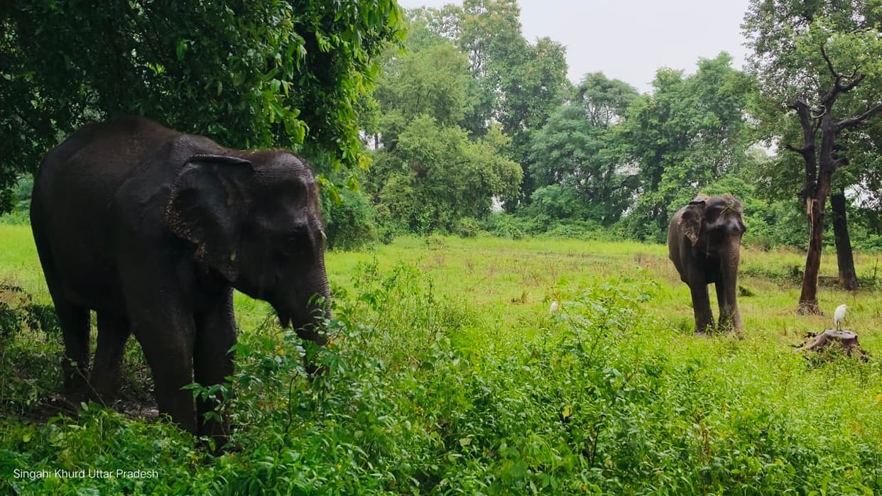 Elephants Chameli and Sulochana strolled through the nursery.