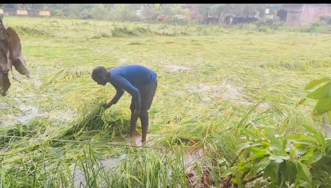 सिद्धौर क्षेत्र में बारिश के चलते खेतों में गिरी धान की फसल। 