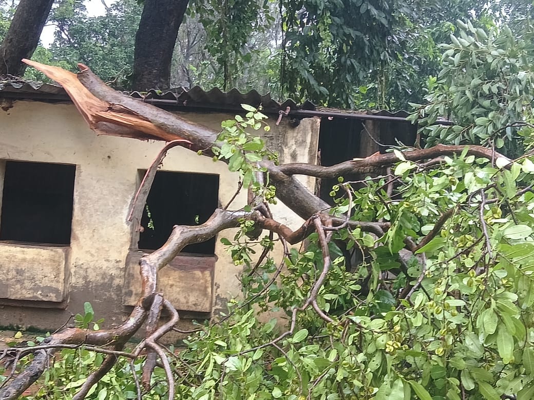 Rain wreaks havoc: trees fall, power outages, crops destroyed.
