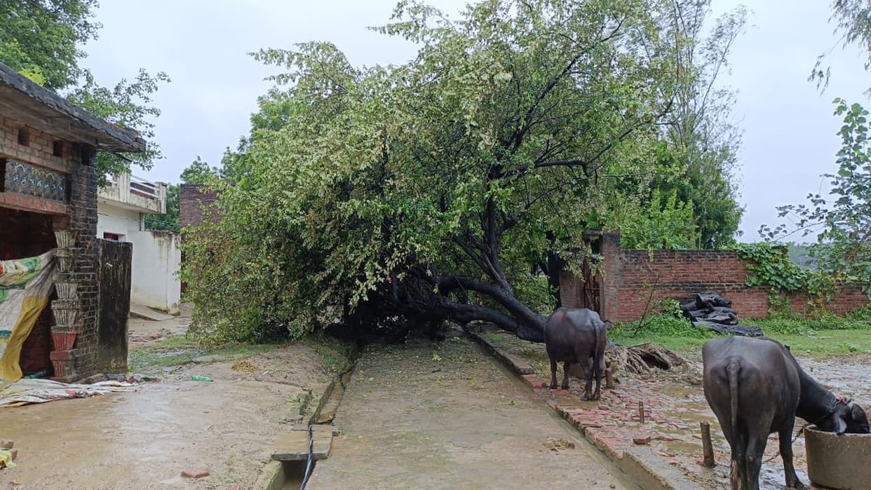 126 mm of rainfall in 36 hours; roofs, walls, and trees collapsed at 13 locations.
