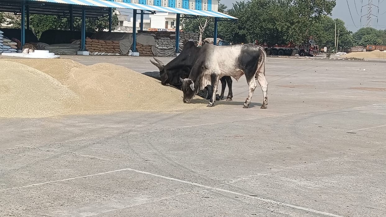 Low boundary walls and a shortage of watchmen leave crops in the grain market vulnerable.