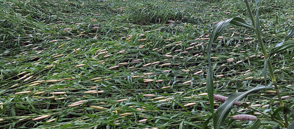Clouds of crisis loom over pearl millet, sesame, and vegetable crops.