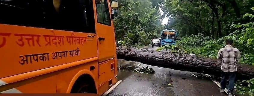 भीरा मैलानी जंगल में मार्ग पर गिरे पेड़। स्रोत: वन विभाग