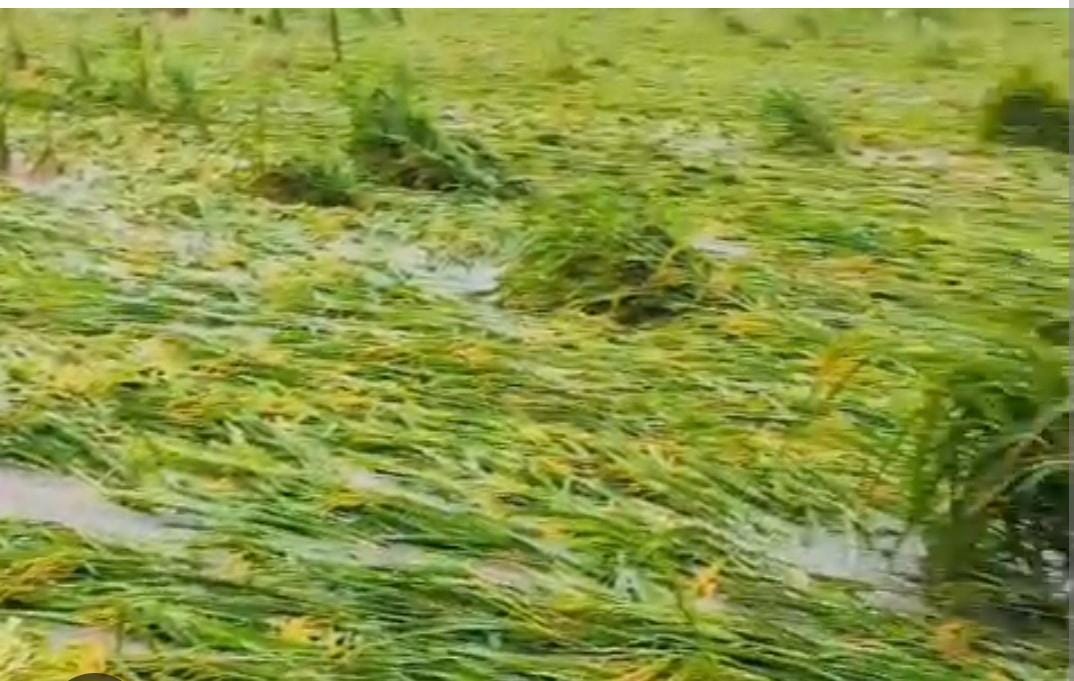 Paddy crop submerged due to rain