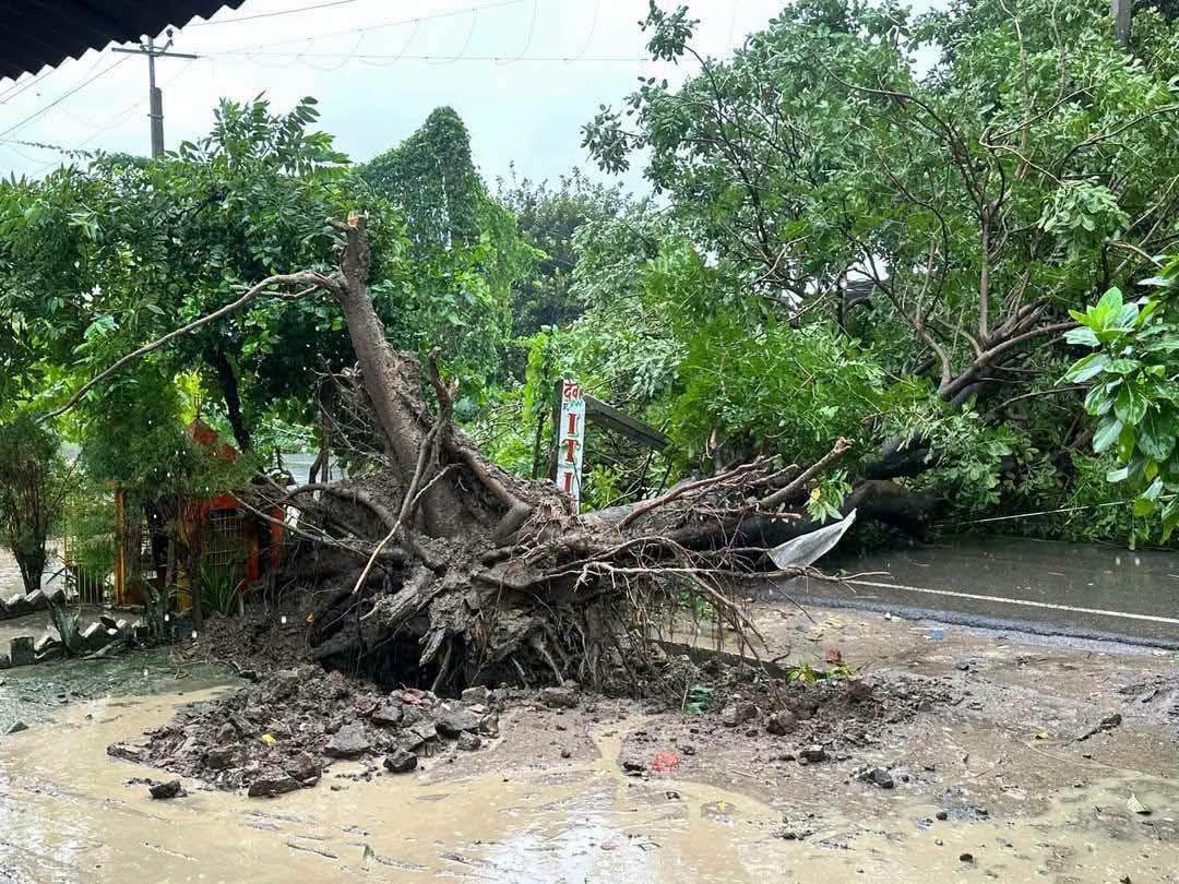 Bhatni-Bharthua road blocked for two hours due to a fallen tree.