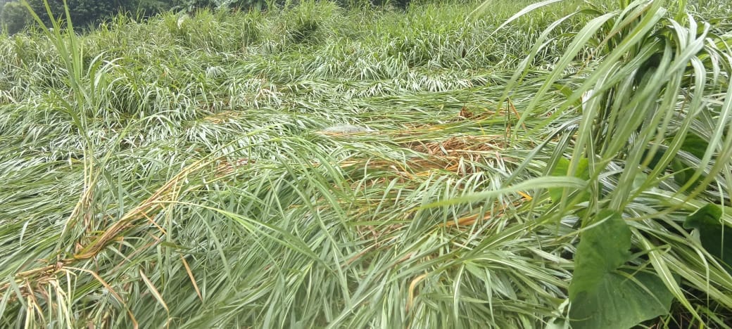 Incessant rain disrupts normal life; crops flattened in the fields.