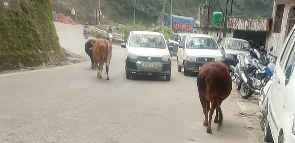 Two cow shelters, yet stray cattle on the streets.