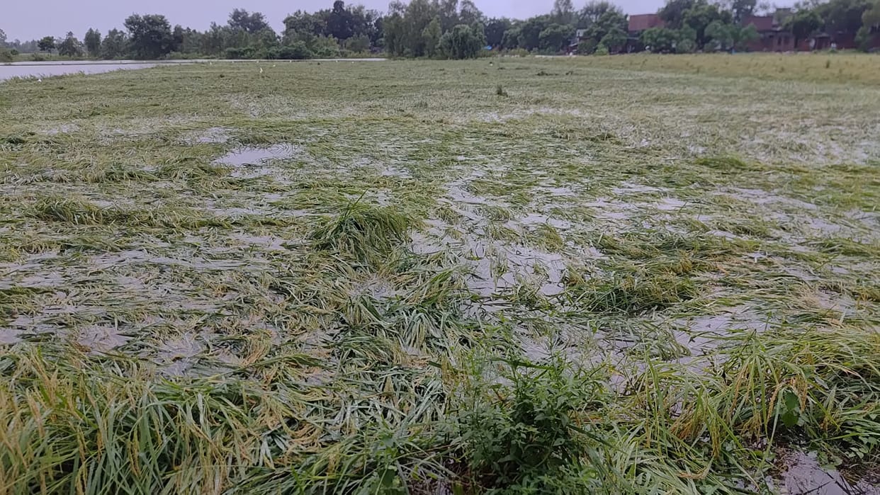 Crops damaged by rain and wind; farmers' concerns mount.