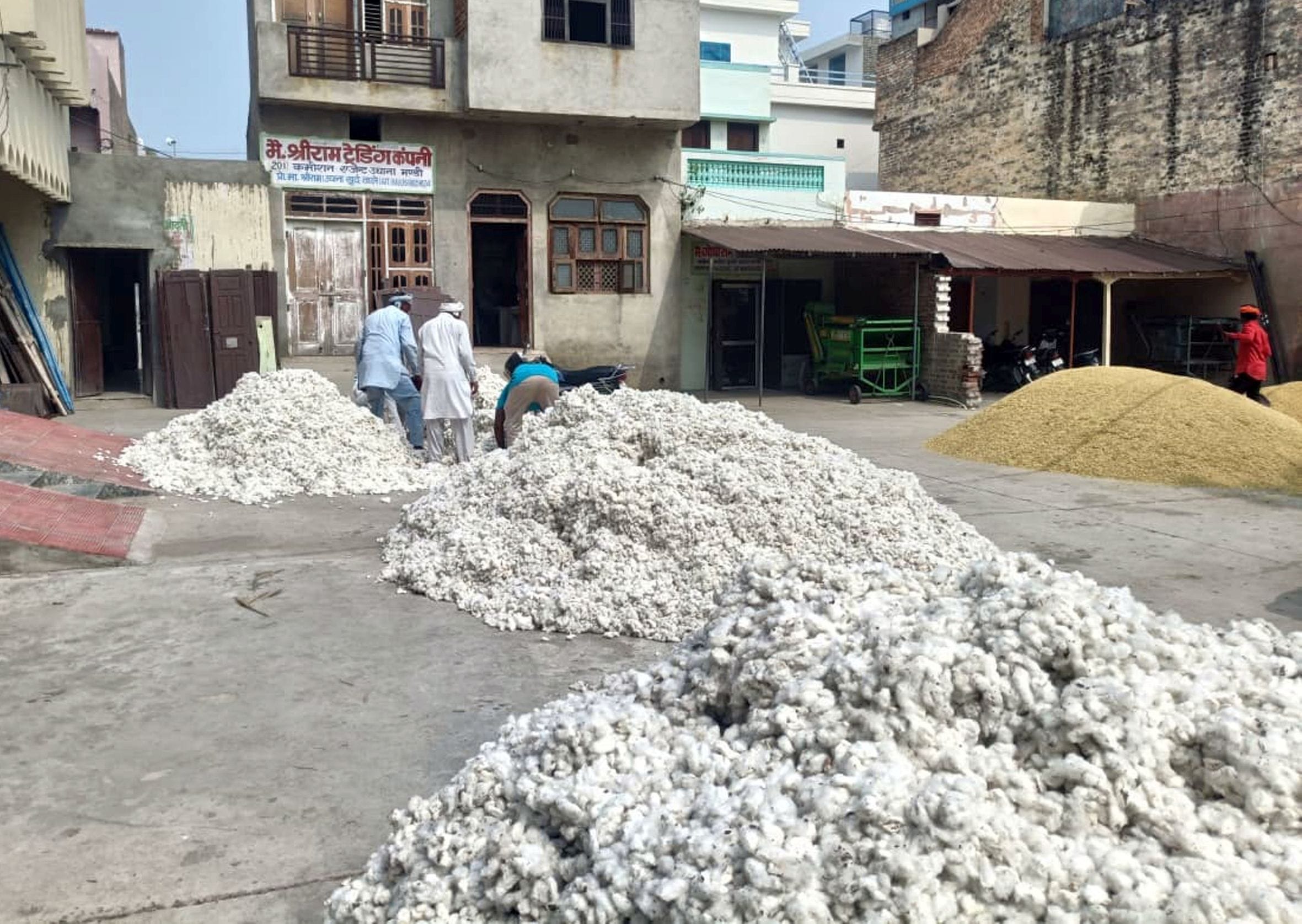 फोटो 26जेएनडी18-मंडी में आई कपास की फसल। किसान