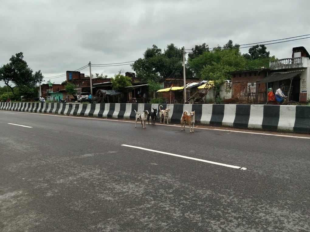 Rampage by dogs and monkeys; 58 patients reach OPD.