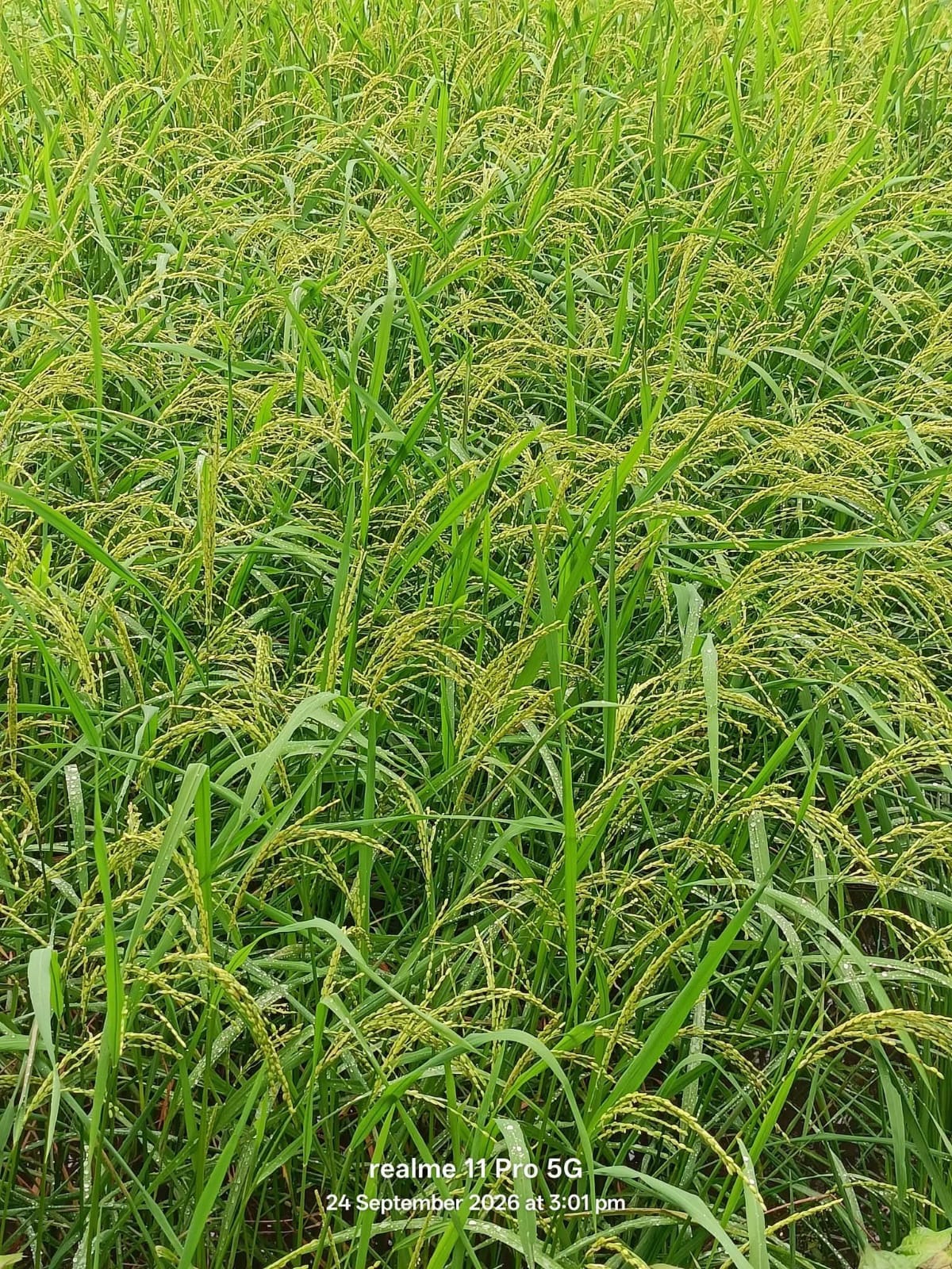 फतेहाबाद क्षेत्र में पककर तैयार हुई धान की फसल। स्रोत किसान