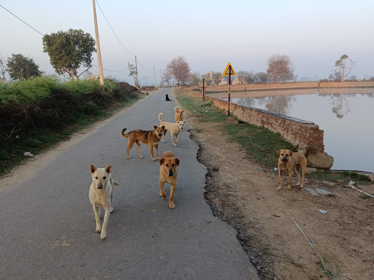 फतेहाबाद में गांव मेहूवाला घूमते हुए कुत्तेस्त्रोत लाइब्रेरी