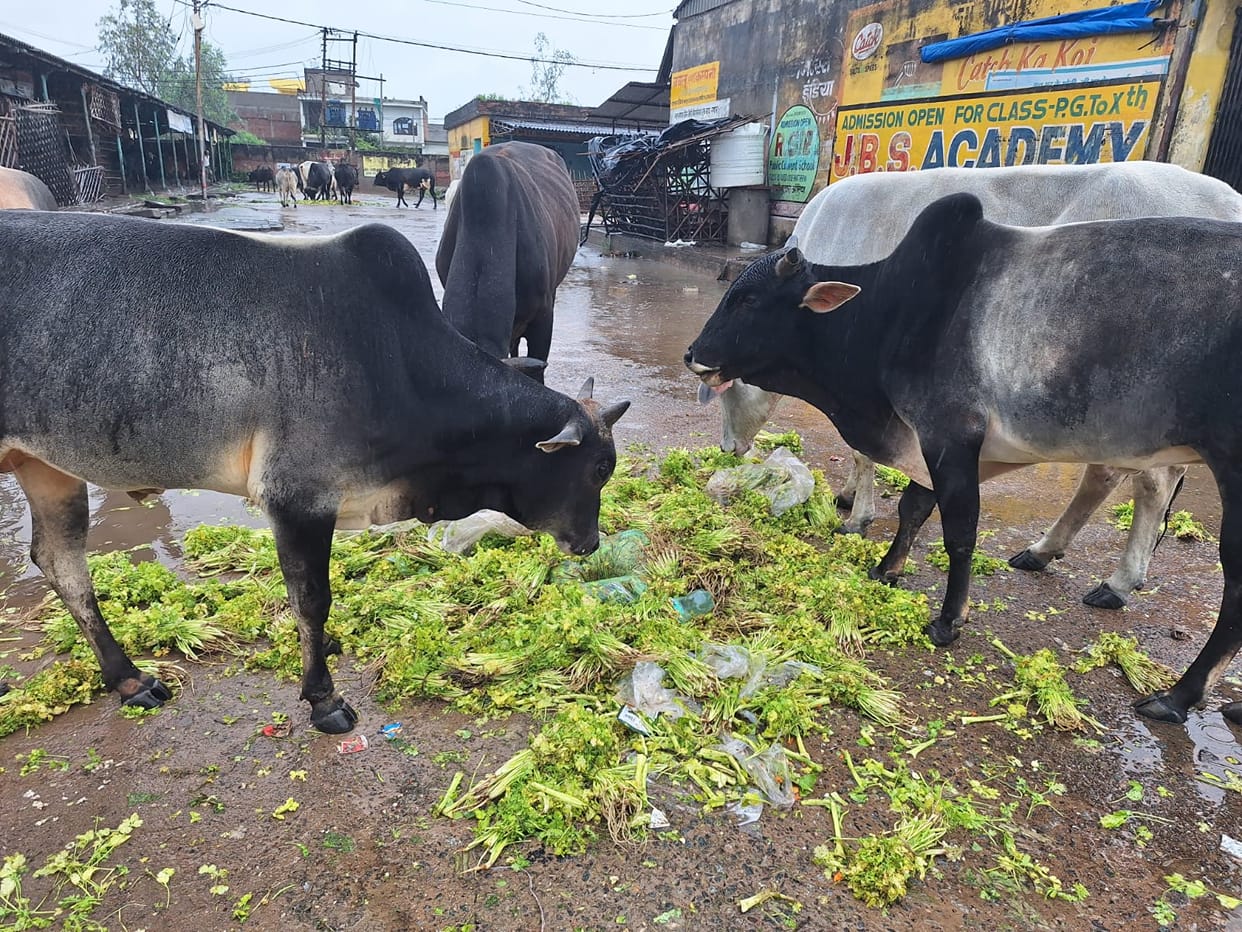 Coriander priced at 70 per kg didn't even fetch a rate of 1.