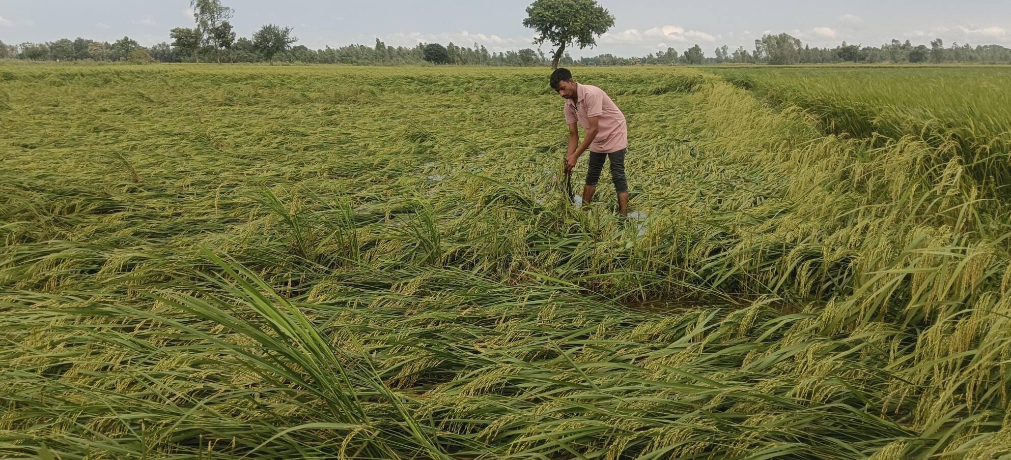 गिरी धान की फसल।