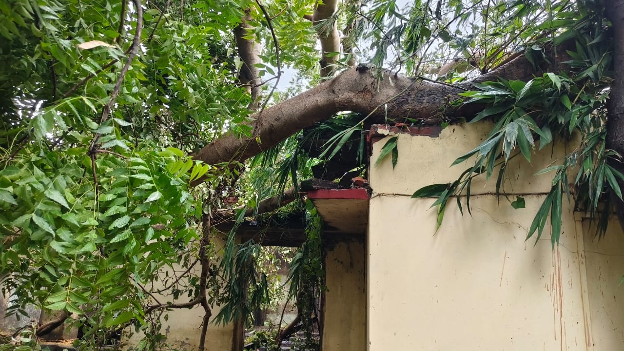 घोसी के पकड़ी खुर्द गांव में बारिश के बीच मकान पर गिरा पेड़।संवाद