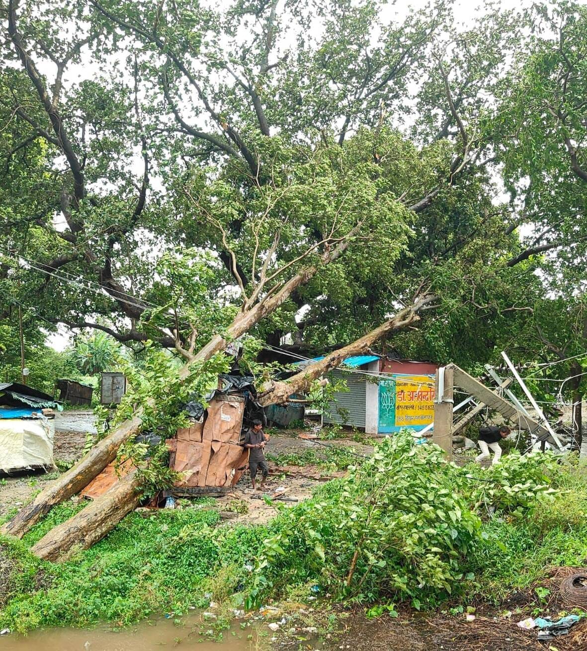 जरवलरोड में बारिश के दौरान गिरा पेड़ व क्षतिग्रस्त हुई विद्युत लाइन। -संवाद