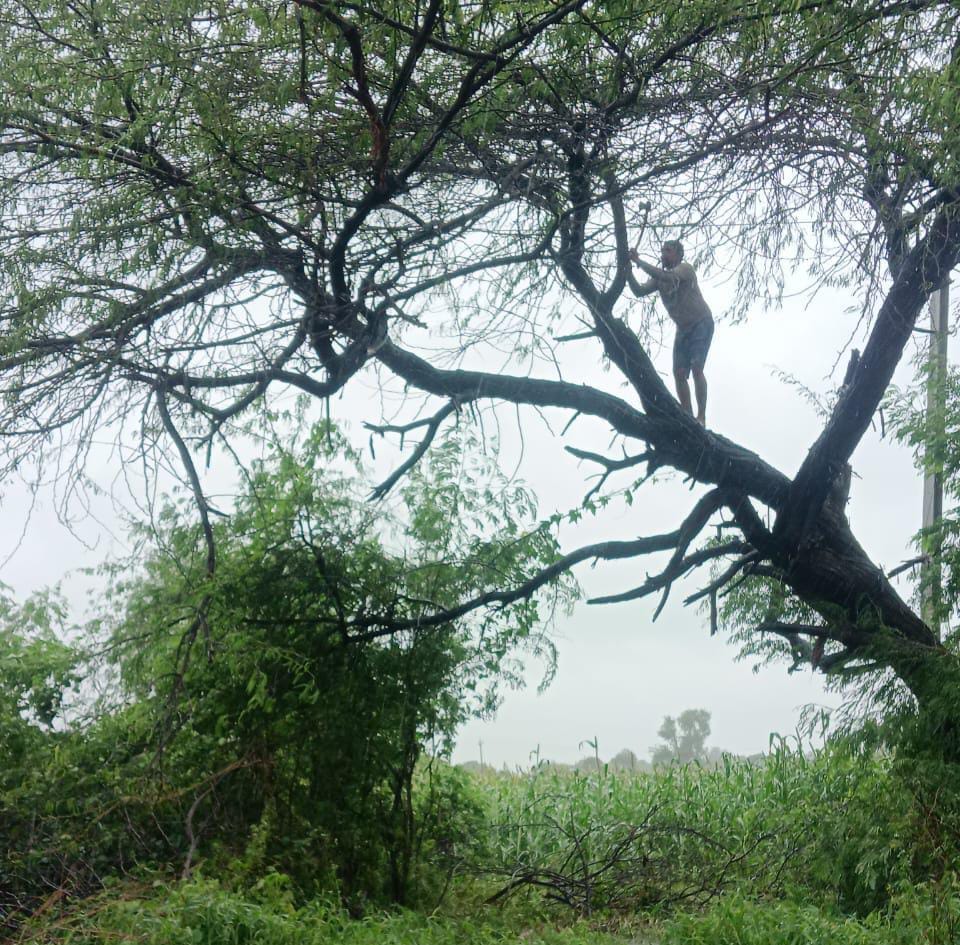 कुदरकोट में लाइन ठीक करते कर्मचारी। संवाद