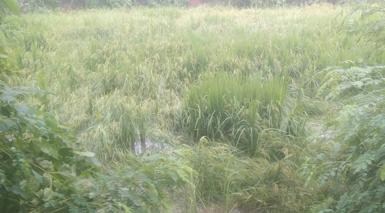 Paddy crops submerged in fields due to continuous rain; farmers worried.