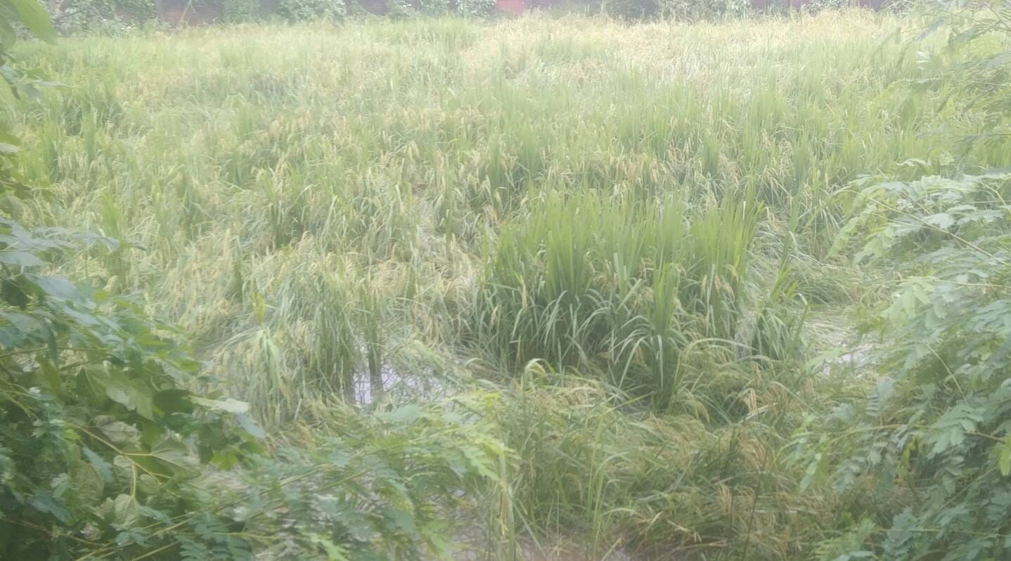 खेतों में पानी भरने से खराब हुई धान की फसल।