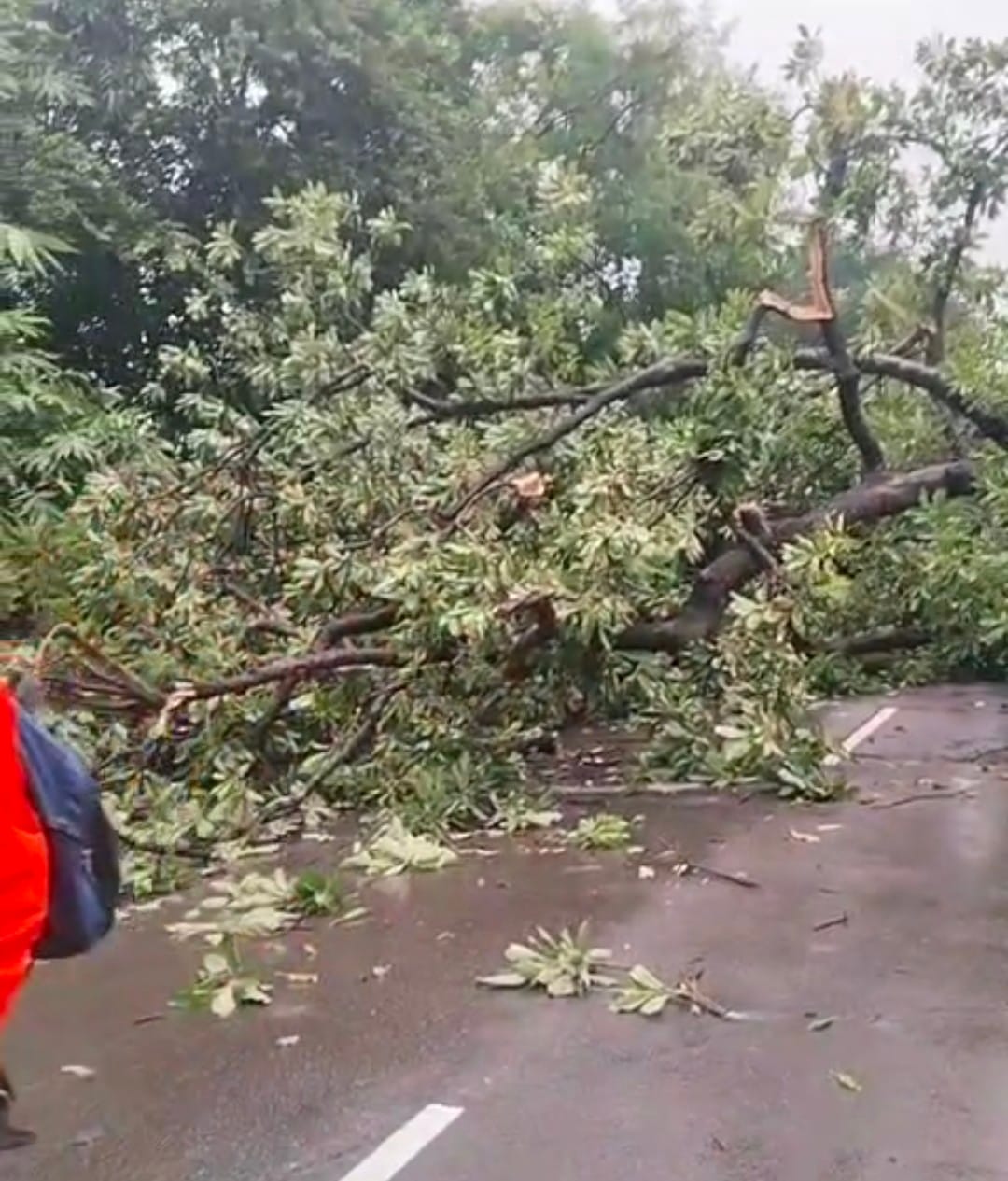 Roads flooded due to rain; traffic disrupted by fallen trees