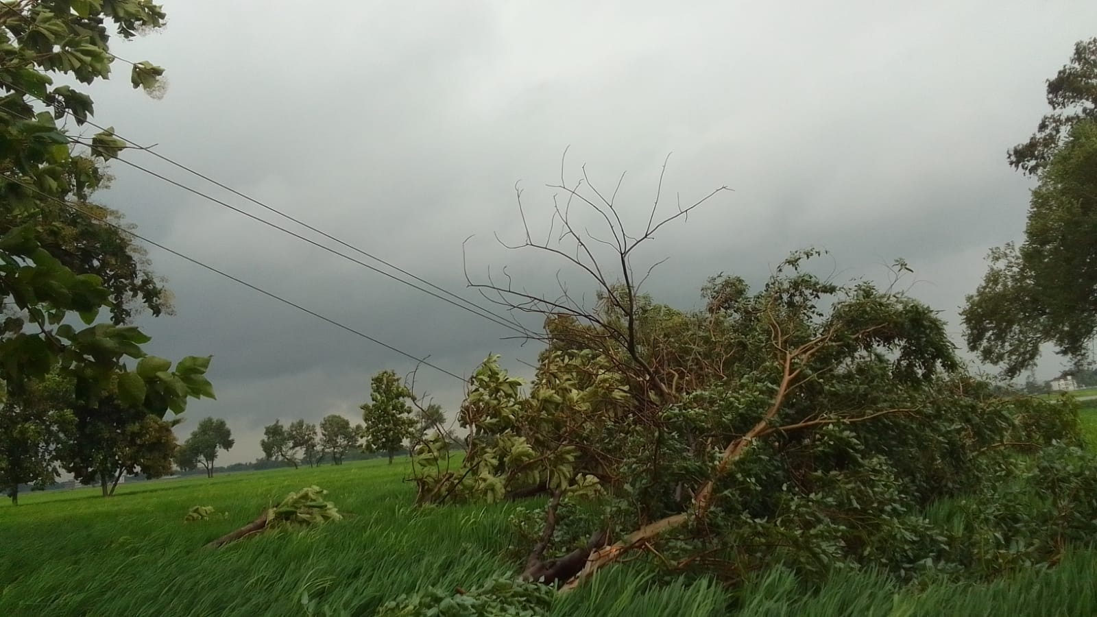 मेन सप्लाई के तार पर गिरा पेड़ 