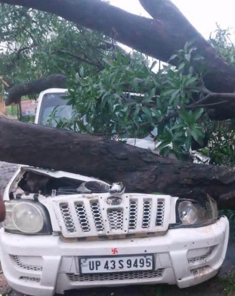 Tree falls on SUV; newborn dies, four injured