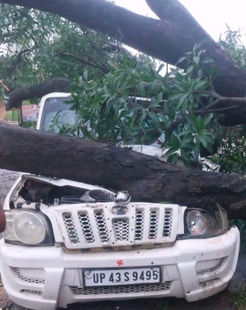 Tree falls on SUV; newborn dies, four injured