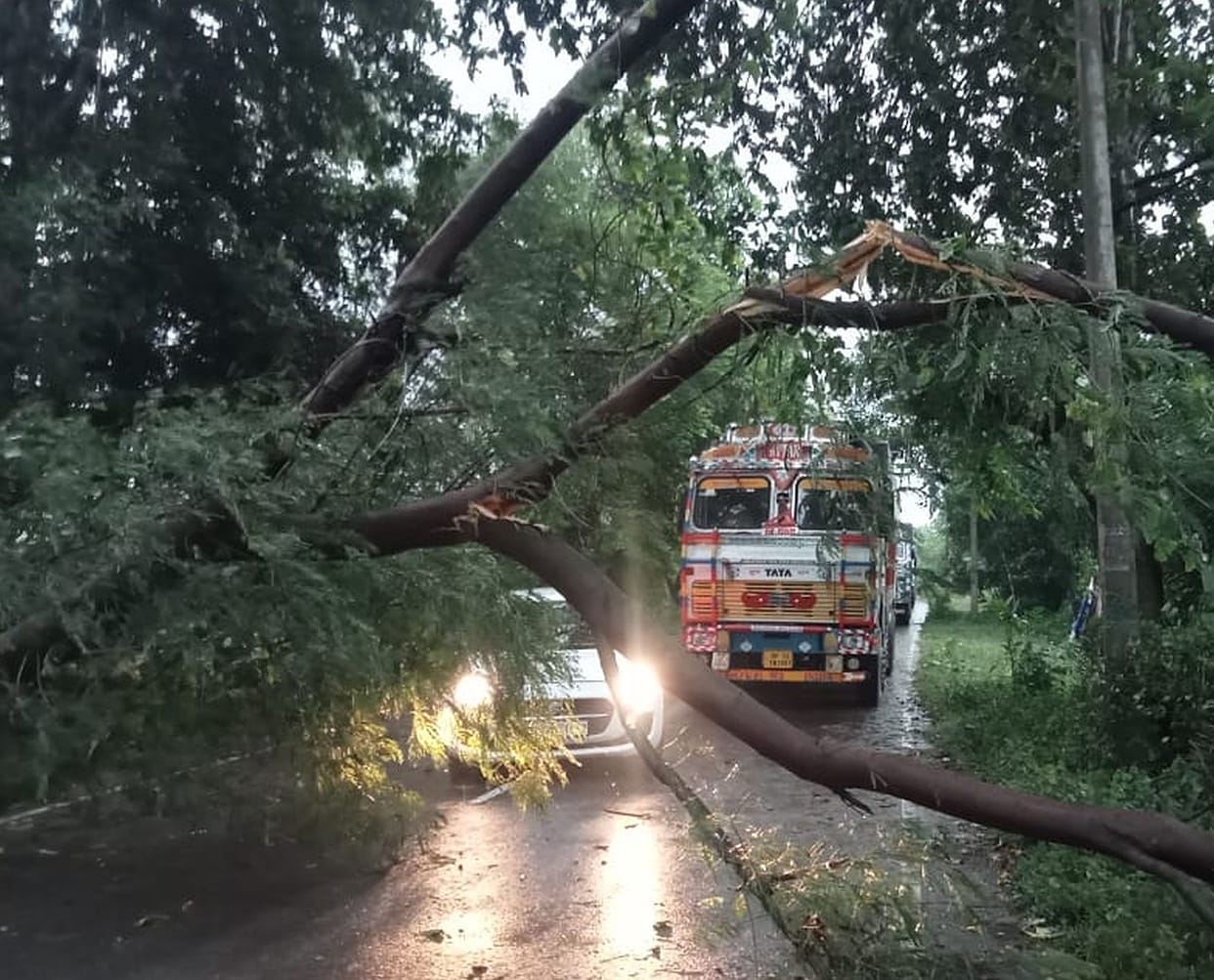 Trees and poles toppled by rain and wind; traffic disrupted.