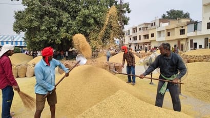नई अनाजमंडी कैथल में धान की सफाई करते मजूदर। संवाद