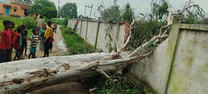 नई बाजार पूर्व माध्यमिक विद्यालय की बाउंड्री पर गिरा पेड़। संवाद