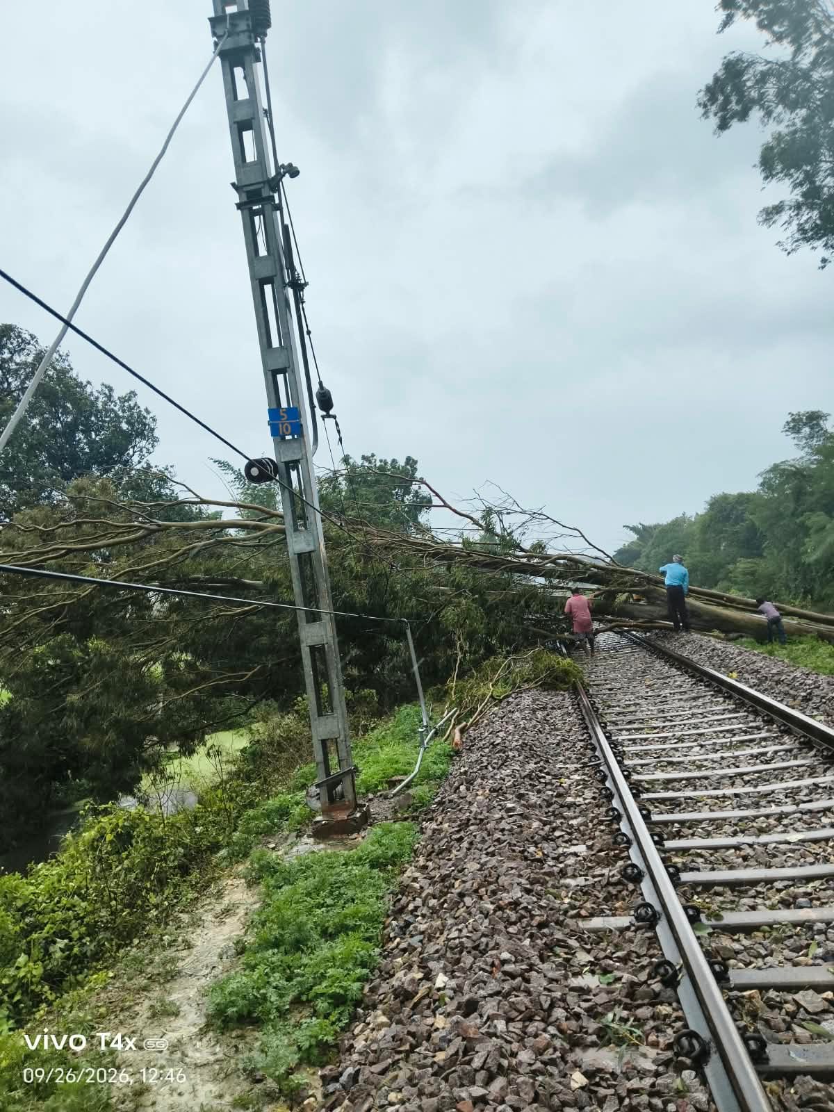 Train operations affected after a tree fell on the railway track.
