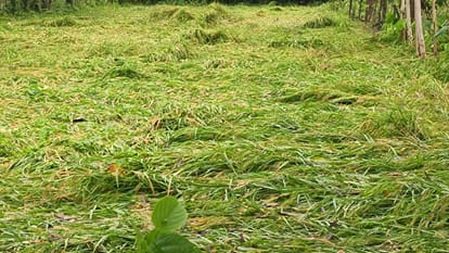 रामू मुखिया के खेत में लगी धान की गिरी फसल। संवाद