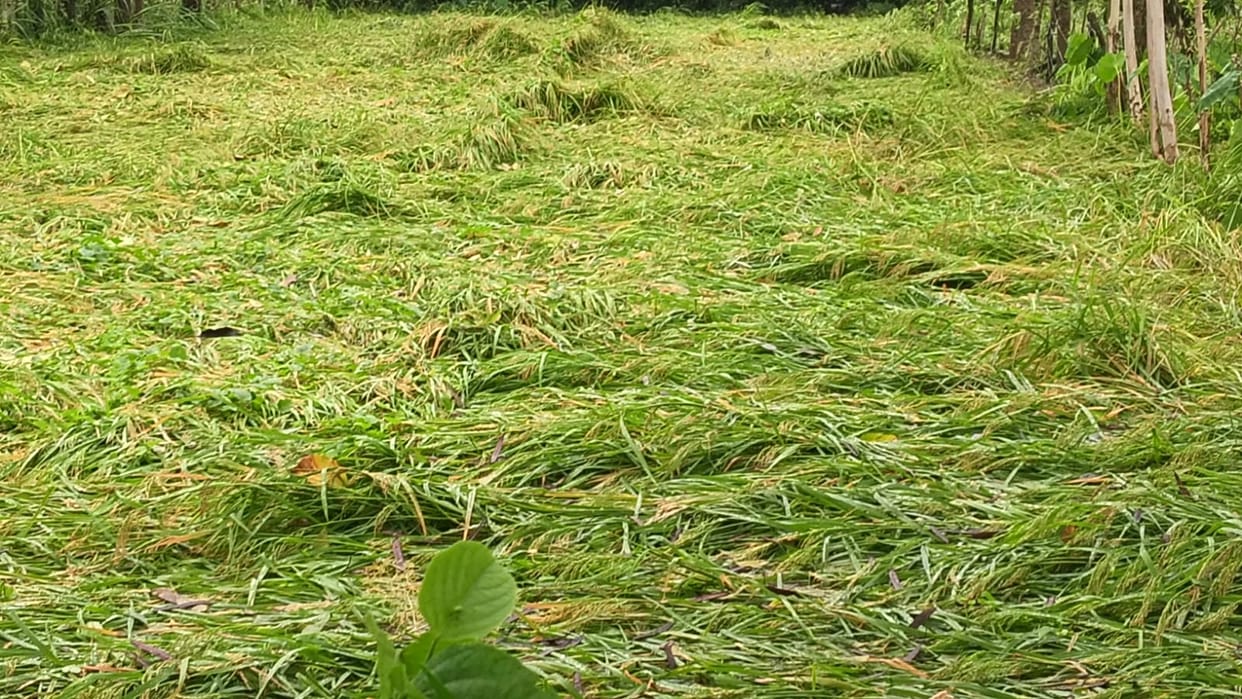 Three days of rain ruined months of hard work