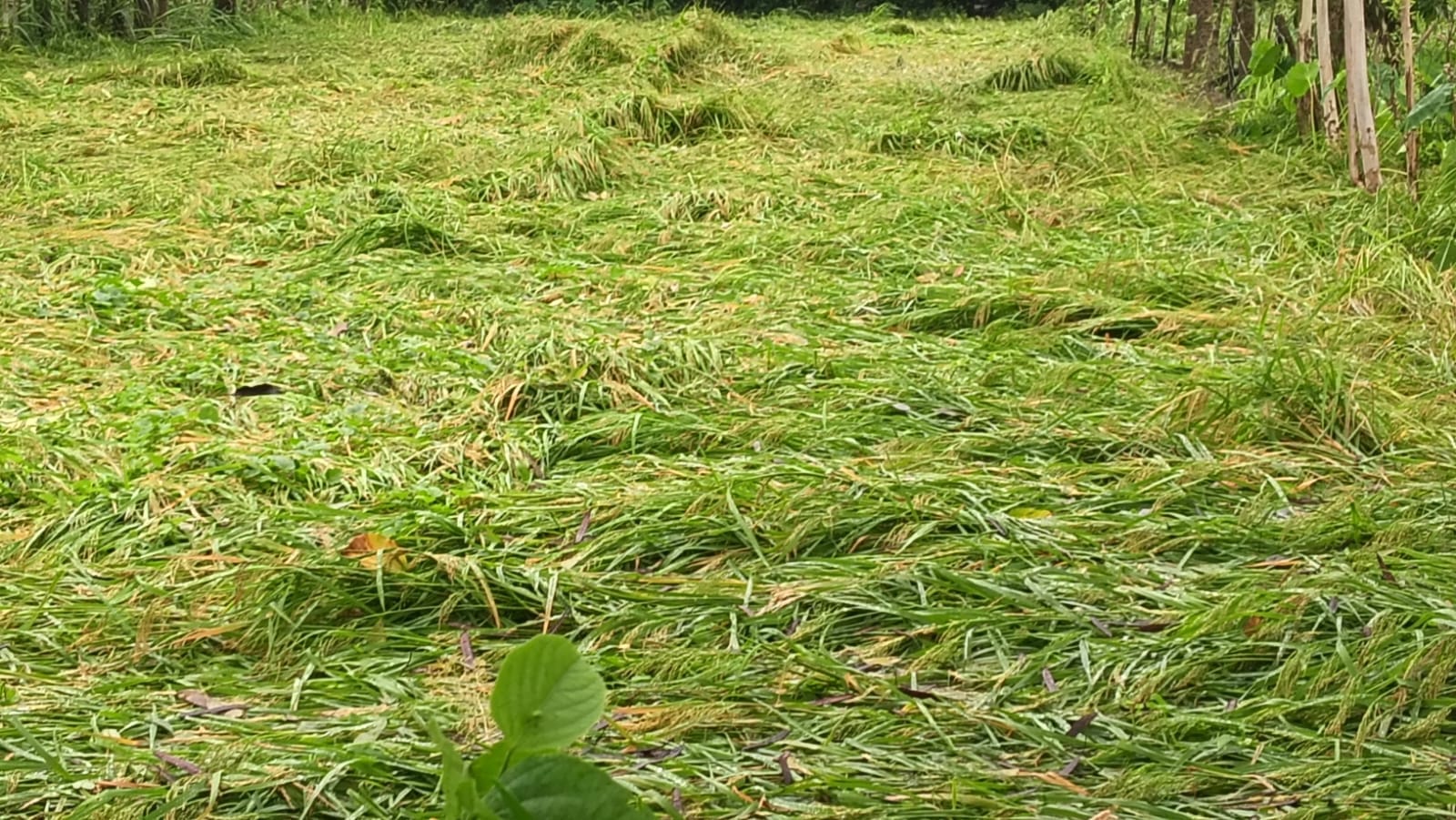 रामू मुखिया के खेत में लगी धान की गिरी फसल। संवाद