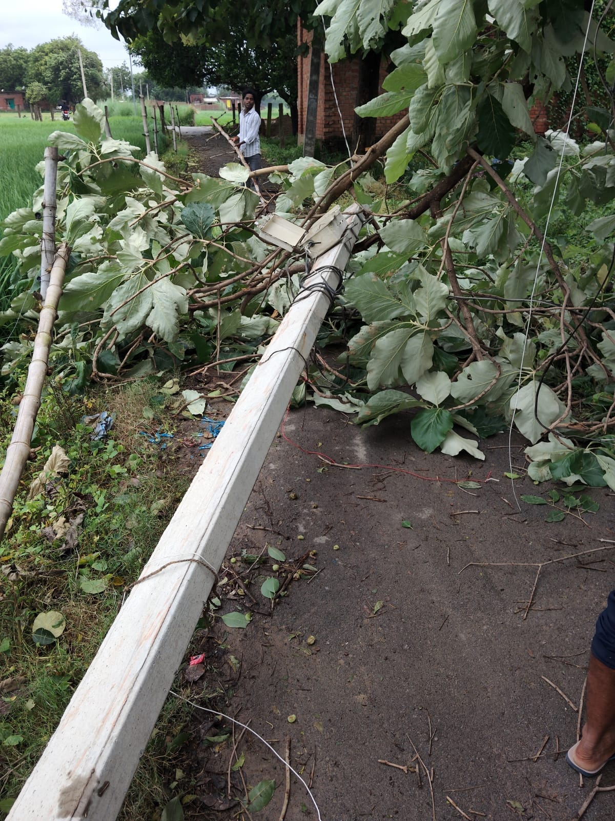 307 poles and 15 transformers fell due to the storm, and electricity was out in villages for 36 hours